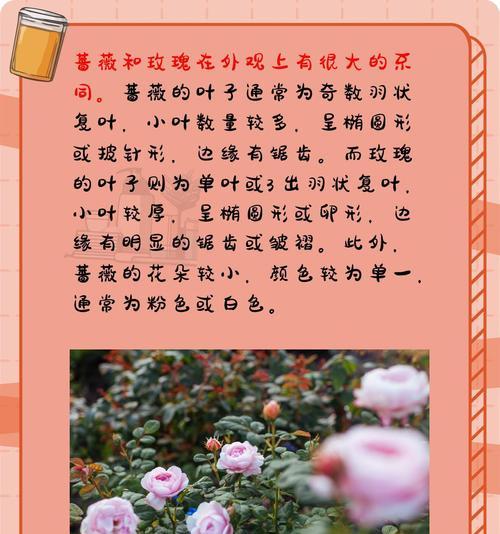 哪些常见的花草是有毒的？如何辨别有毒的花草？