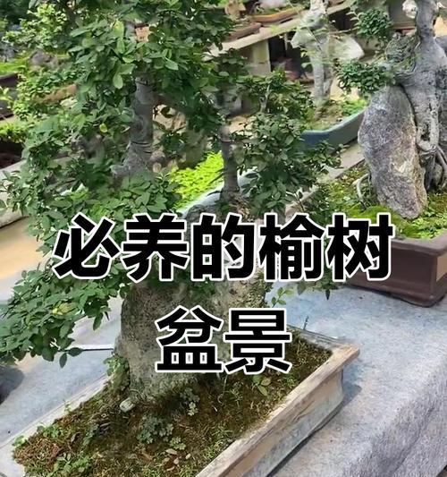 榆树的养殖技巧有哪些？如何保持榆树的健康生长？