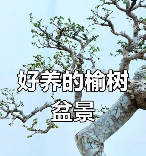 榆树的养殖技巧有哪些？如何保持榆树的健康生长？