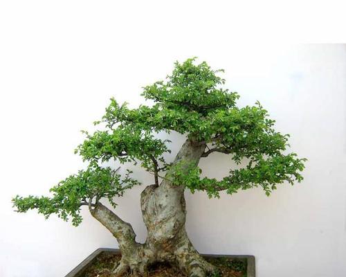 榆树的养殖技巧有哪些？如何保持榆树的健康生长？