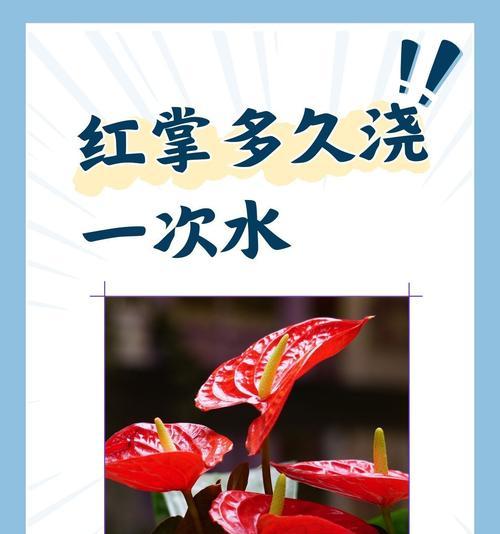 红掌繁殖的方法和注意事项有哪些？