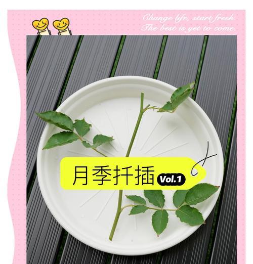 藤本月季最佳扦插时间是什么时候？扦插后如何管理？