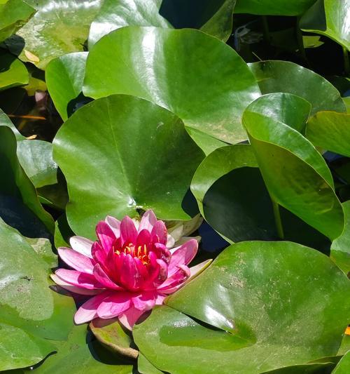 莲花叶子发黄的原因是什么？如何处理和预防？