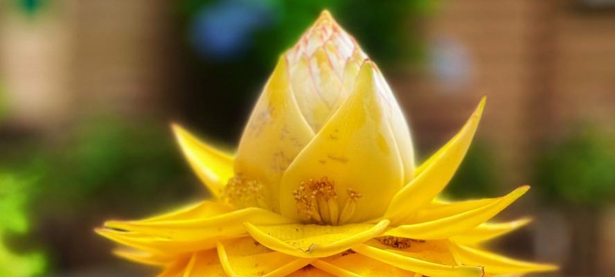 莲花叶子发黄的原因是什么？如何处理和预防？