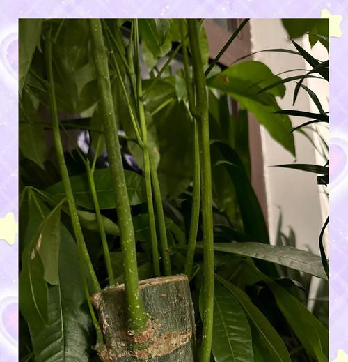 发财树院子里养护的秘诀是什么？怎样才能让发财树茁壮成长？