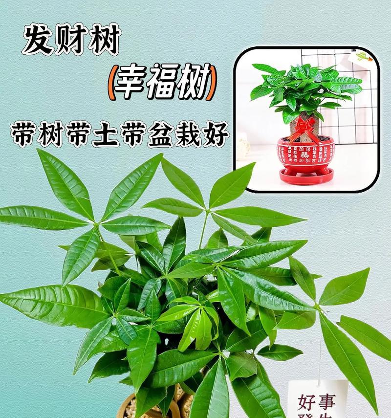 发财树院子里养护的秘诀是什么？怎样才能让发财树茁壮成长？