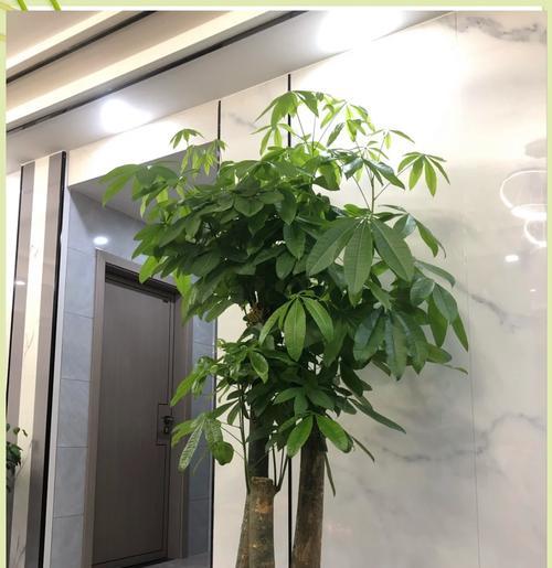 发财树院子里养护的秘诀是什么？怎样才能让发财树茁壮成长？