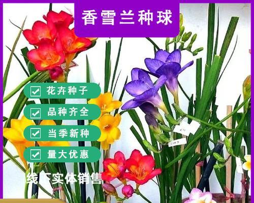 种球花卉种类有哪些？它们各自的特点是什么？