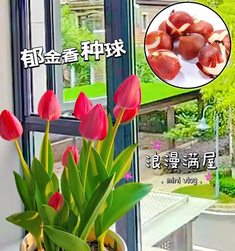种球花卉种类有哪些？它们各自的特点是什么？