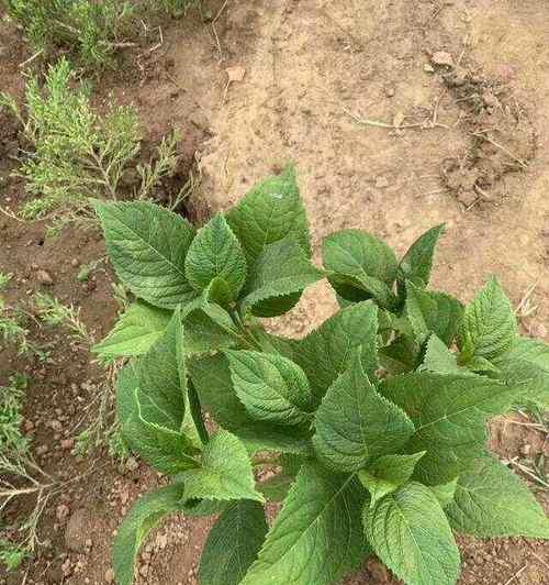 八仙花的养护要点是什么？如何让八仙花开得更美？