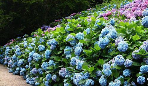 八仙花的养护要点是什么？如何让八仙花开得更美？