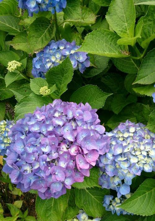 八仙花的养护要点是什么？如何让八仙花开得更美？