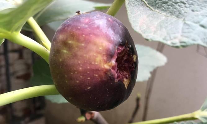 无花果的花长什么样？无花果开花对结果有何影响？