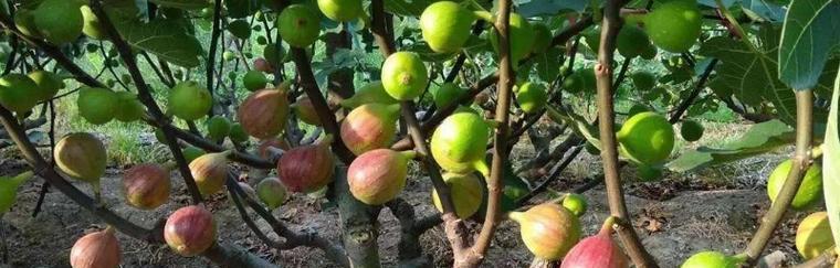无花果的花长什么样？无花果开花对结果有何影响？