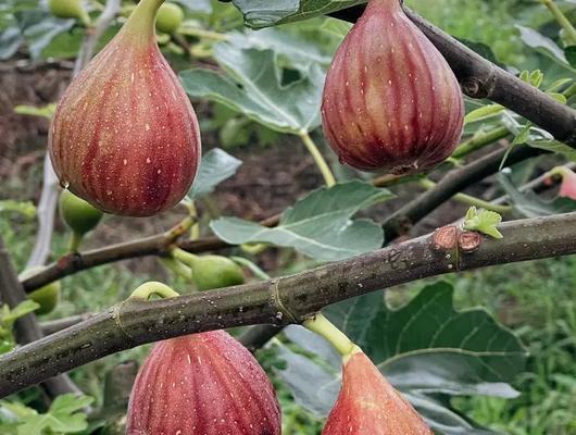 无花果的花长什么样？无花果开花对结果有何影响？