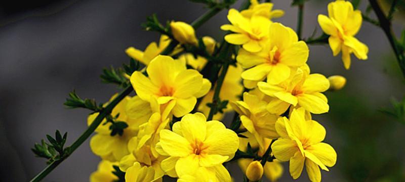 迎春花修剪的最佳时机是什么时候？迎春花如何修剪？