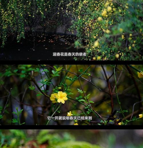 迎春花修剪的最佳时机是什么时候？迎春花如何修剪？