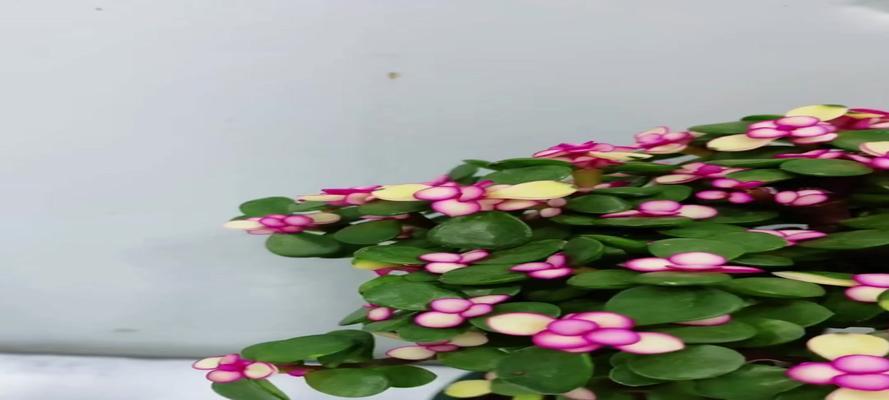 金枝玉叶的浇水技巧有哪些？如何正确给金枝玉叶浇水？