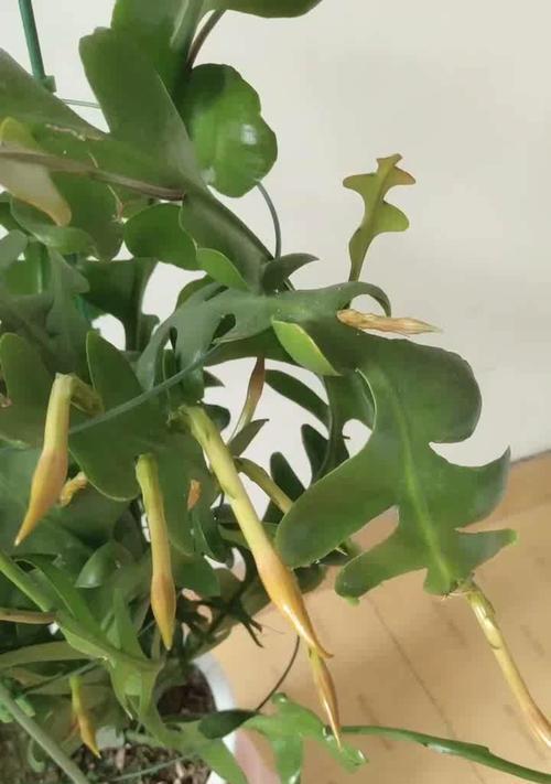 昙花修剪的最佳时机是什么时候？修剪后如何促进新芽生长？