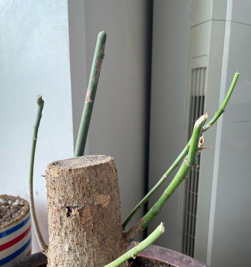 昙花修剪的最佳时机是什么时候？修剪后如何促进新芽生长？