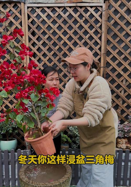 墨西哥三角梅的养护与浇水技巧是什么？