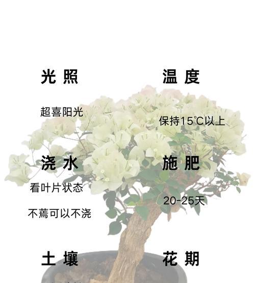 墨西哥三角梅的养护与浇水技巧是什么？