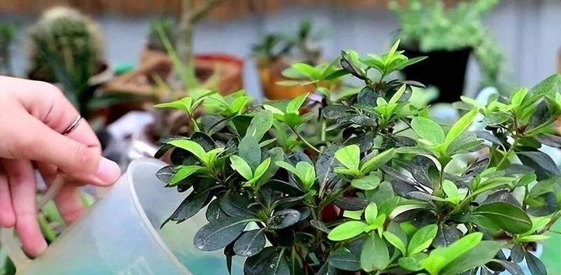 室内盆栽杜鹃花怎么养？杜鹃花的养殖技巧有哪些？