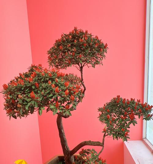 室内盆栽杜鹃花怎么养？杜鹃花的养殖技巧有哪些？