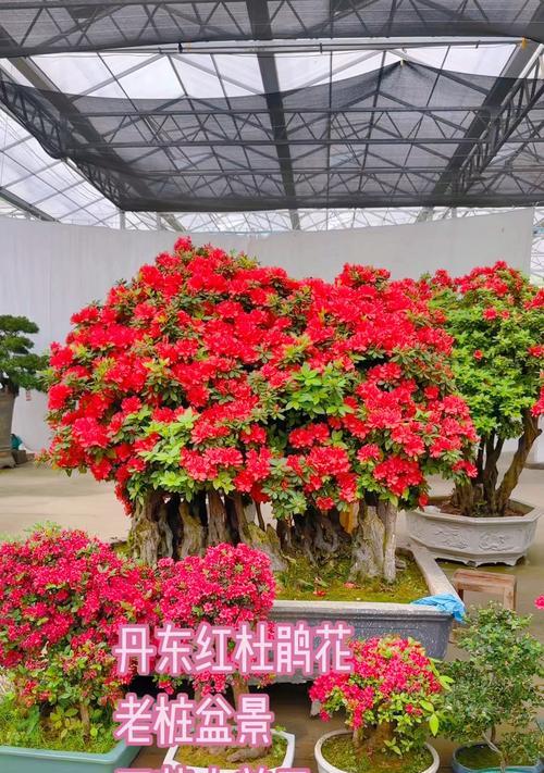 室内盆栽杜鹃花怎么养？杜鹃花的养殖技巧有哪些？