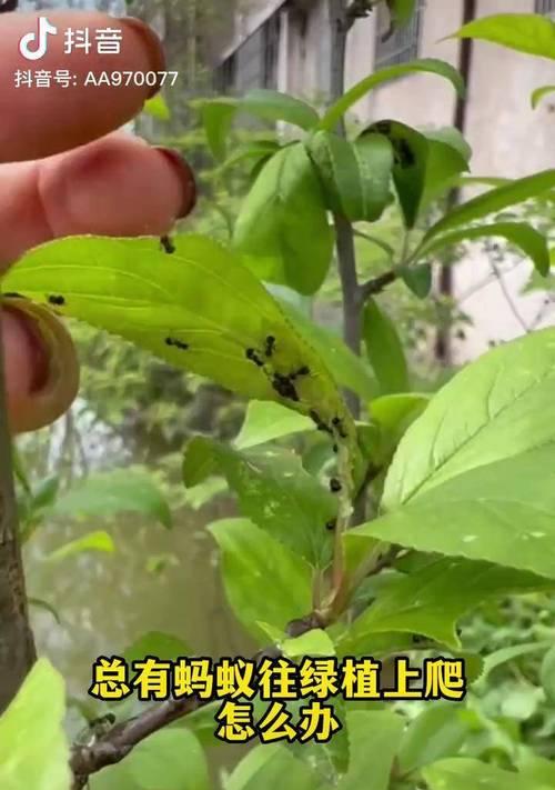 养花遇到蚂蚁怎么办？有效驱除蚂蚁的方法是什么？