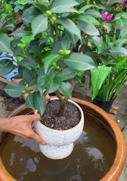 茶花养殖适合哪种土壤？