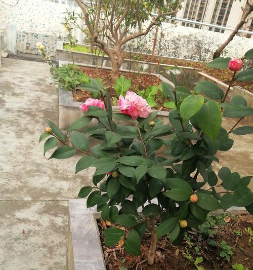 茶花养殖适合哪种土壤？