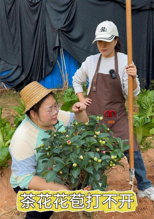 茶花养殖适合哪种土壤？