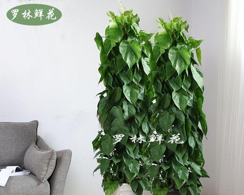青苹果植物的好处是什么？如何利用它们改善健康？