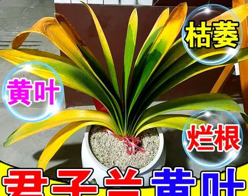 君子兰黄叶的处理方法是什么？如何预防？