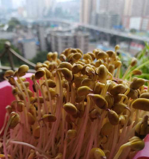 绿豆芽种植步骤是什么？怎样才能快速发芽？