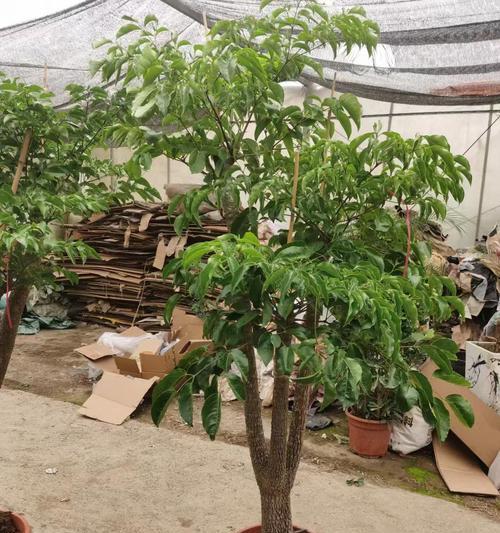 大幸福树的修剪技巧有哪些？怎样修剪才能促进其健康生长？
