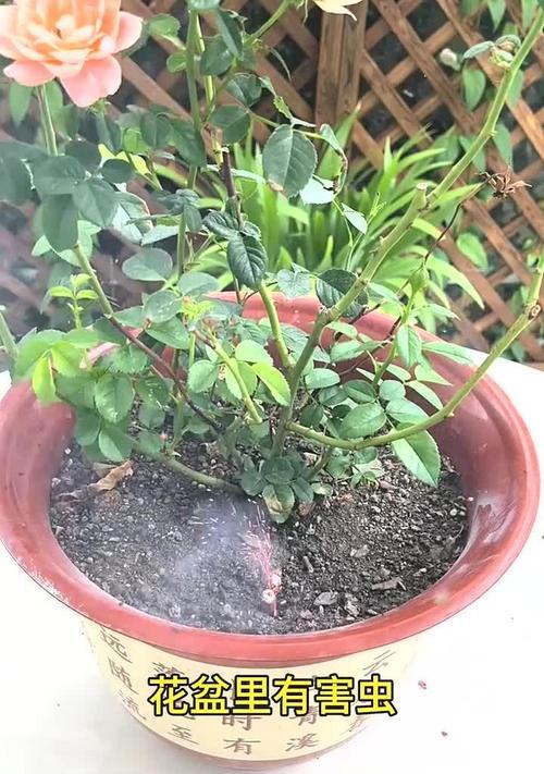 盆栽如何杀虫？盆栽常见的害虫种类及有效杀虫方法是什么？