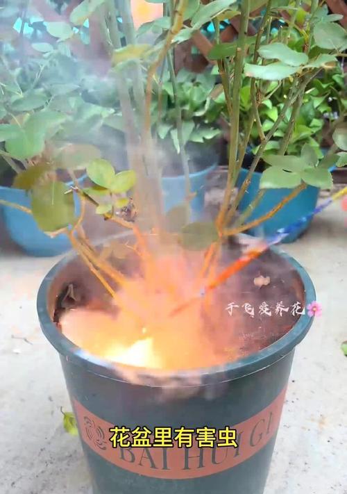 盆栽如何杀虫？盆栽常见的害虫种类及有效杀虫方法是什么？