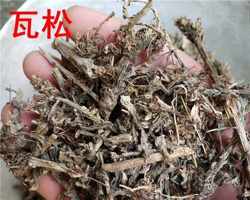 瓦松有哪些食用方法？食用瓦松有哪些注意事项？