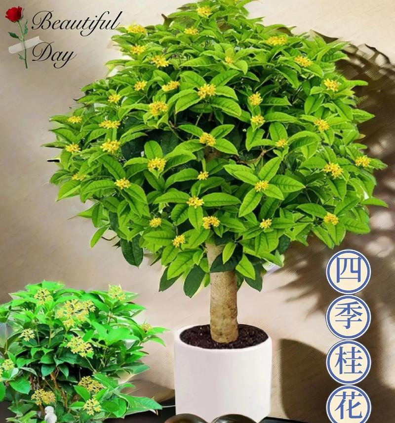 什么时候桂花开？桂花养护有哪些要点？