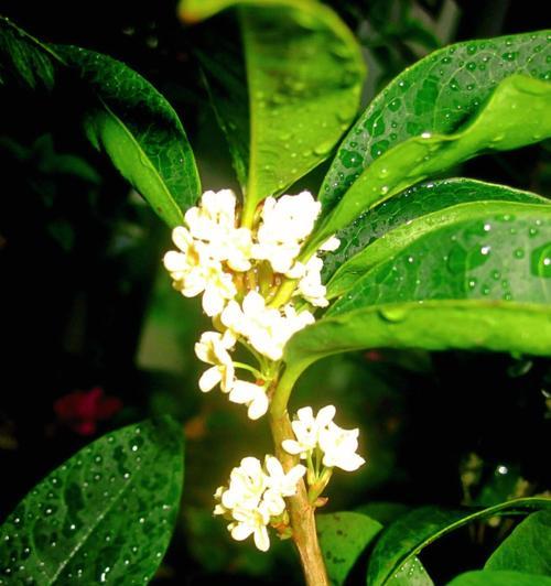 什么时候桂花开？桂花养护有哪些要点？