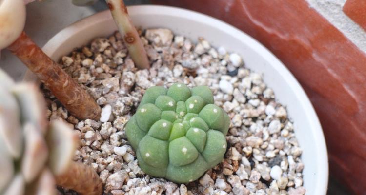 奇仙玉的养殖技巧有哪些？如何让奇仙玉开出美丽的花朵？
