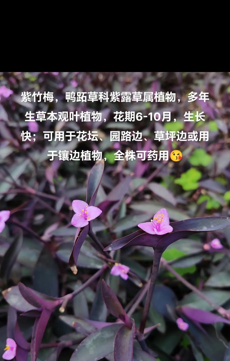 紫竹梅摘心的最佳时机是什么时候？如何操作？