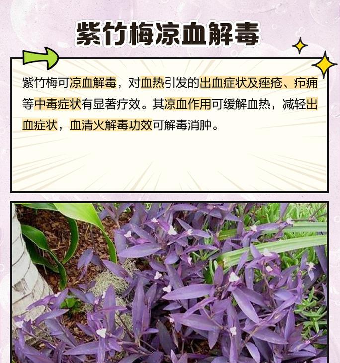 紫竹梅摘心的最佳时机是什么时候？如何操作？