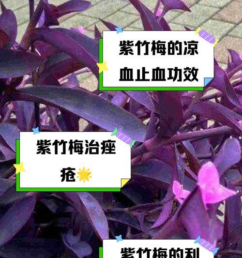 紫竹梅摘心的最佳时机是什么时候？如何操作？