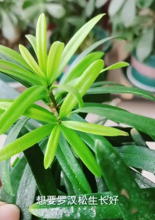 罗汉松快速生长的养殖技巧是什么？