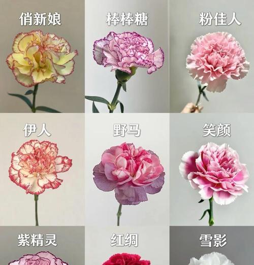 康乃馨如何养护以延长花期？有哪些小技巧？