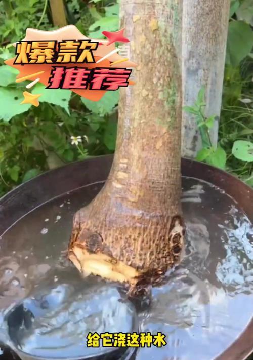 发财树重剪后不发芽怎么办？如何促进新芽生长？