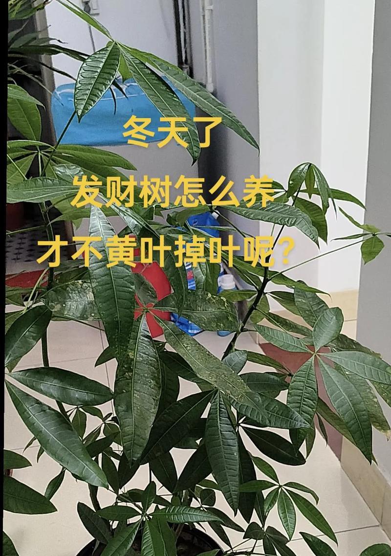 发财树重剪后不发芽怎么办？如何促进新芽生长？